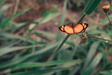 Orange butterfly on green leaf