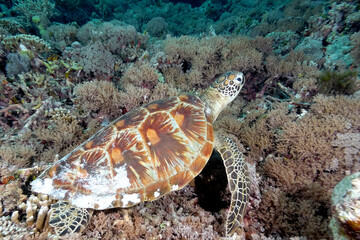 A turtle in the sea