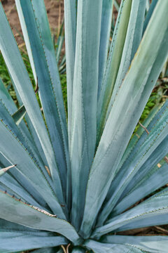 Primer plano de agave azul en el campo para hacer tequila concepto industria tequilera