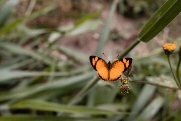 Butterfly in nature