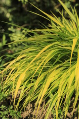 Grass - Hakonechloa macra 'All Gold'