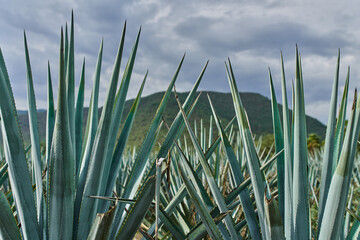 Obraz premium Plantación de agave azul en el campo para hacer tequila concepto industria tequilera