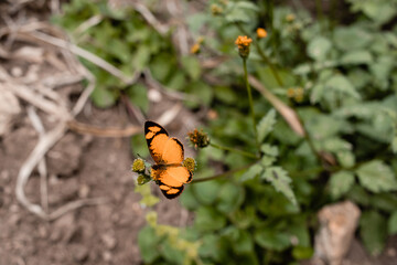 butterfly on flower