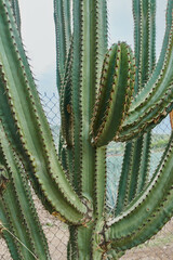 Cactus en detalle con espinas y al aire libre dentro de un primer plano, concepto del desierto.