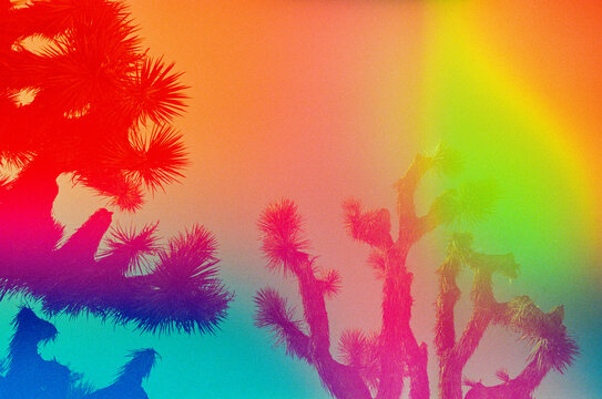 Multi-colored sky with Joshua trees