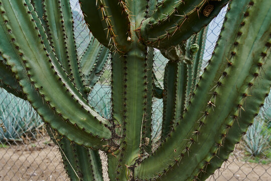 Cactus en detalle con espinas y al aire libre dentro de un primer plano, concepto del desierto.