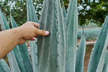 La mano de una persona agarrando una penca de agave azul en el campo para hacer tequila concepto de...