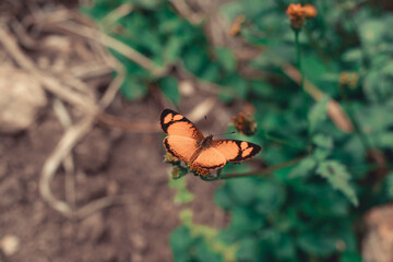 Black and orange monarch butterfly on flower and leaves