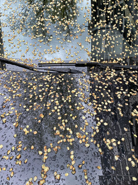 elm seeds on hood  and windshield of car