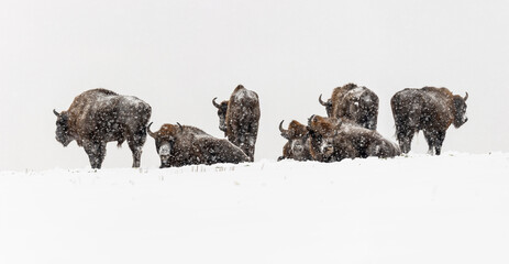 Wild European bisons on the field, snow covered, landscape panorama