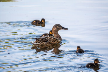 A family of ducks, a duck and its little ducklings are swimming in the water. The duck takes care of its newborn ducklings. Mallard, lat. Anas platyrhynchos
