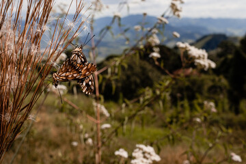 A pair of butterflies resting on a leaf and reproducing