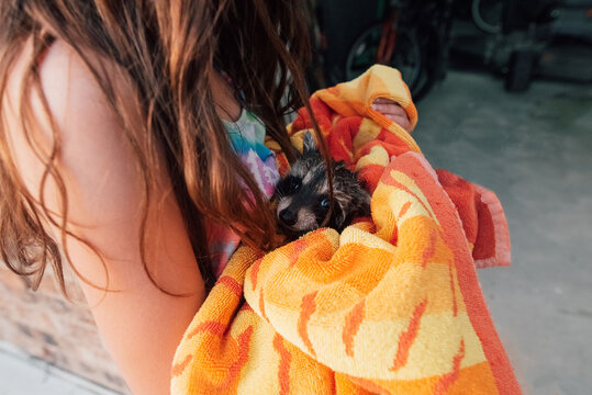 Raccoon wrapped in a beach towel. 