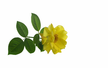 branch of yellow rose isolated on white background