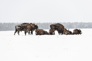 Wild European bisons on the field, snow covered, landscape panorama