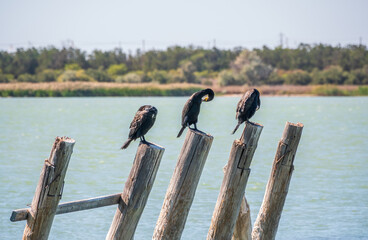 A flock of cormorants sits on a old sea pier