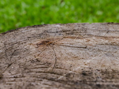 Texture and grooves of a wooden log with the green of nature in the background.
