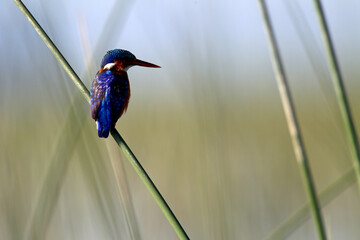 Martin Pecheur Huppé (corythornis cristata)