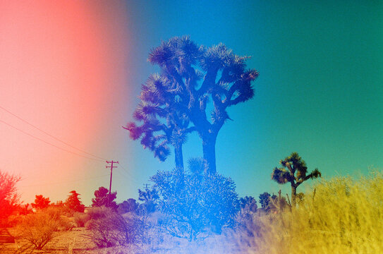 Yucca trees against green sky