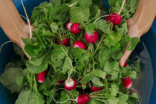 Fresh harvest of red radish
