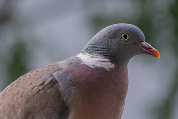 Gennevilliers, France - 07 04 2021: Close up shot of a wood pigeon on my balcony