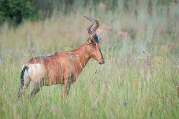 Red Hartebeest in grass