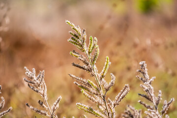 Yellow autumn fluffy feather grass with seeds on curved stems in light wind. Slightly blurred close up with selective focus.