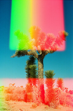 Azure sky behind double exposure yucca tree