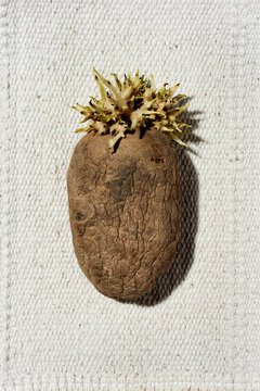 sprouted potato