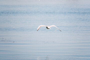 The European herring gull, Larus argentatus, flying on blue clear sea background.