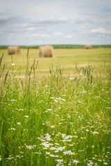 Obraz premium field of wheat and flowers. Hay bales in a field