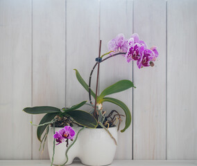 orchid in a white pot on a light background