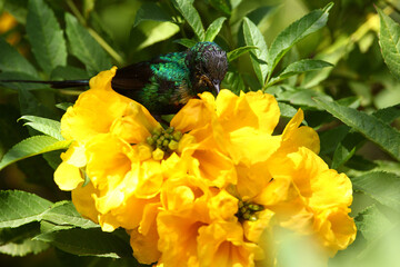Souimanga à Longue Queue (nectarinia pulchella)