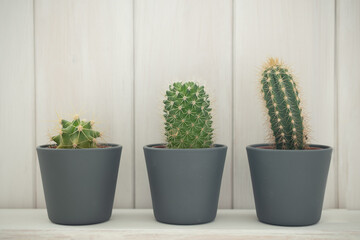 three small cactus on a white background