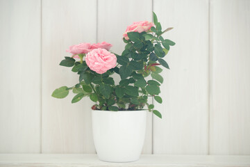 pink roses in a white pot, flowers for a gift