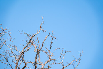 Autumn or winter tree branches without leaves against a clear blue sky.