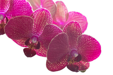 Naklejka na ściany i meble macro photography of purple orchid flowers
