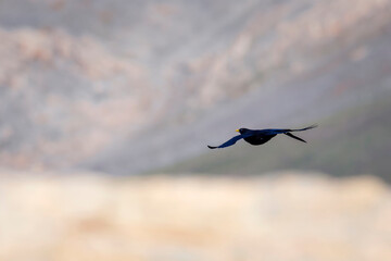 Flying crow. Alpine Chough.  Pyrrhocorax graculus. Mountain background.