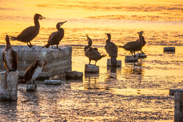 Fototapeta premium A flock of cormorants sits on a old sea pier in orange sunset light