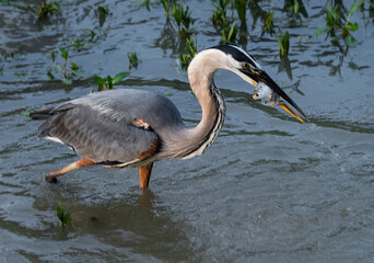 Great Blue Heron