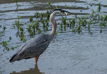 Fototapeta premium Great Blue Heron
