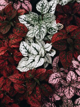 small red leaves