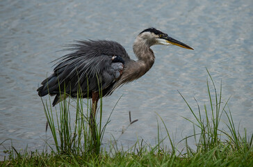 Great Blue Heron