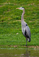Great Blue Heron
