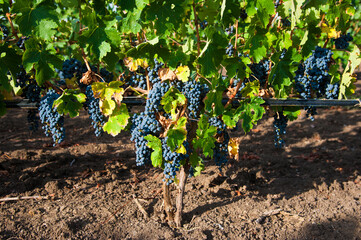 Vineyards at sunset in autumn harvest