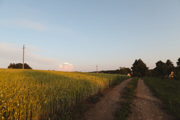 Fototapeta na wymiar summer landscape with green growing field in countryside