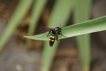 Insect on a leaf