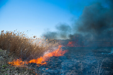 Fire, strong smoke. Burning reed in the swamp. Natural disaster