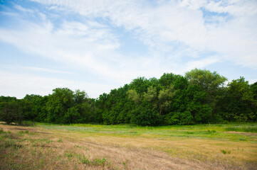 Obraz premium Trees on the edge of the forest