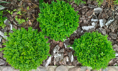 Buxus. Boxwood is round green. Evergreen ornamental shrub. Landscaping.